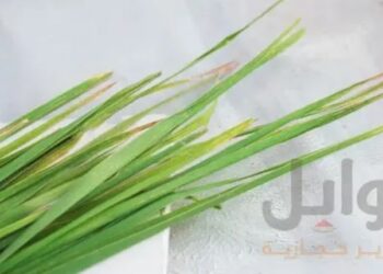 The Perfect Ingredient for a Zesty Home Décor Theme